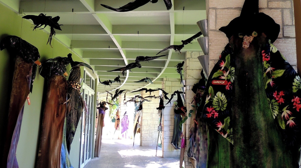 A novel assortment of visitors this past weekend at Miami's famed Fairchild Tropical Botanic Gardens included these witches and bats created by artist and Fairchild volunteer Bev Murphy. Her fun and funky creations, made completely from organic materials, certainly helped set the stage for upcoming Halloween festivities.