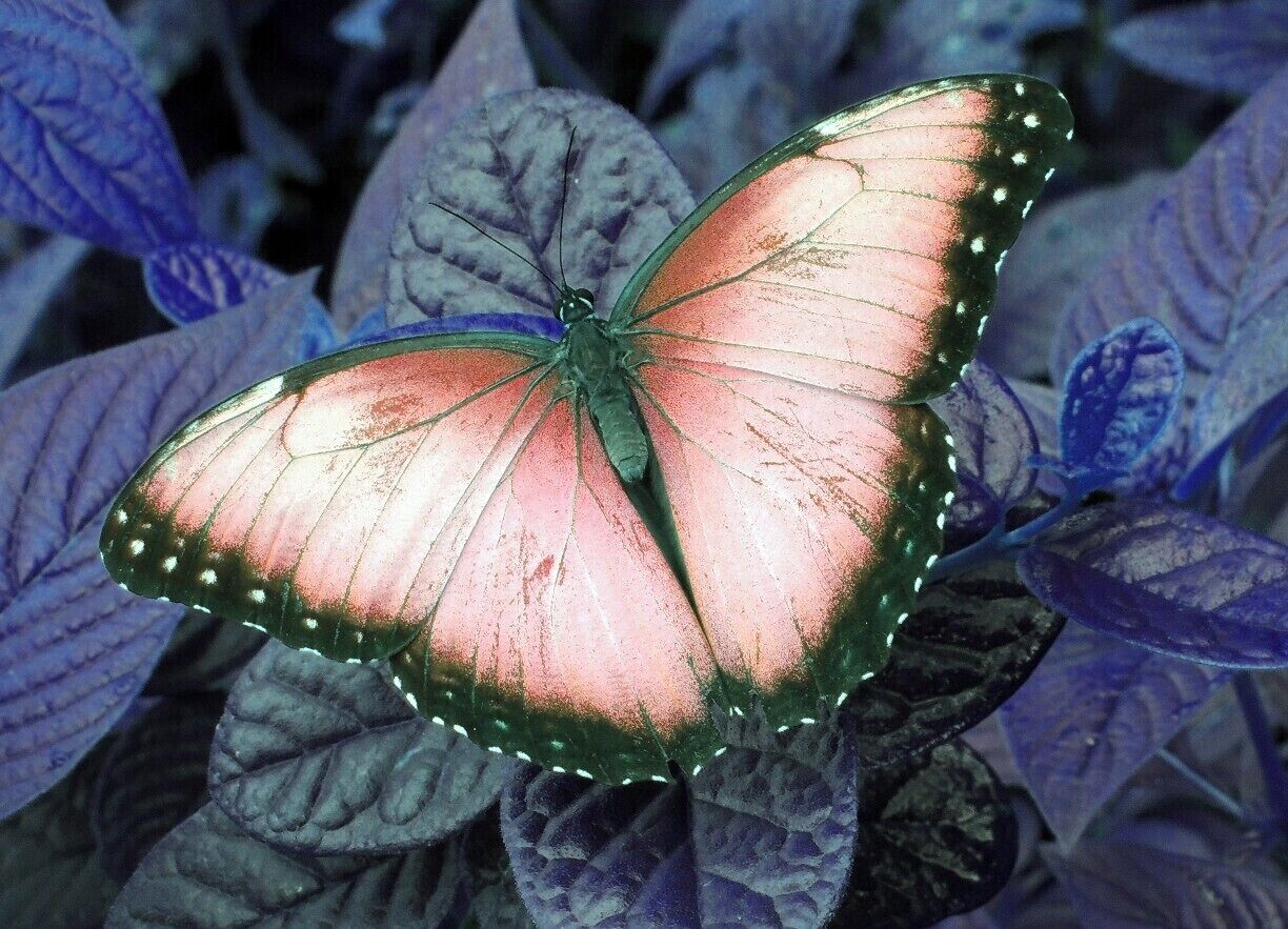 Don't overlook the Wings of the Tropics Exhibit at Fairchild Tropical Botanic Garden.  This beautiful creature (doctored a bit in Photoshop) and hundreds others warmly greeted me during my visit.

See more of my favorite photos from my visit via my blog at http://www.aplacecalledroam.com/home/pure-bliss-at-fairchilds-butterfly-conservatory. 