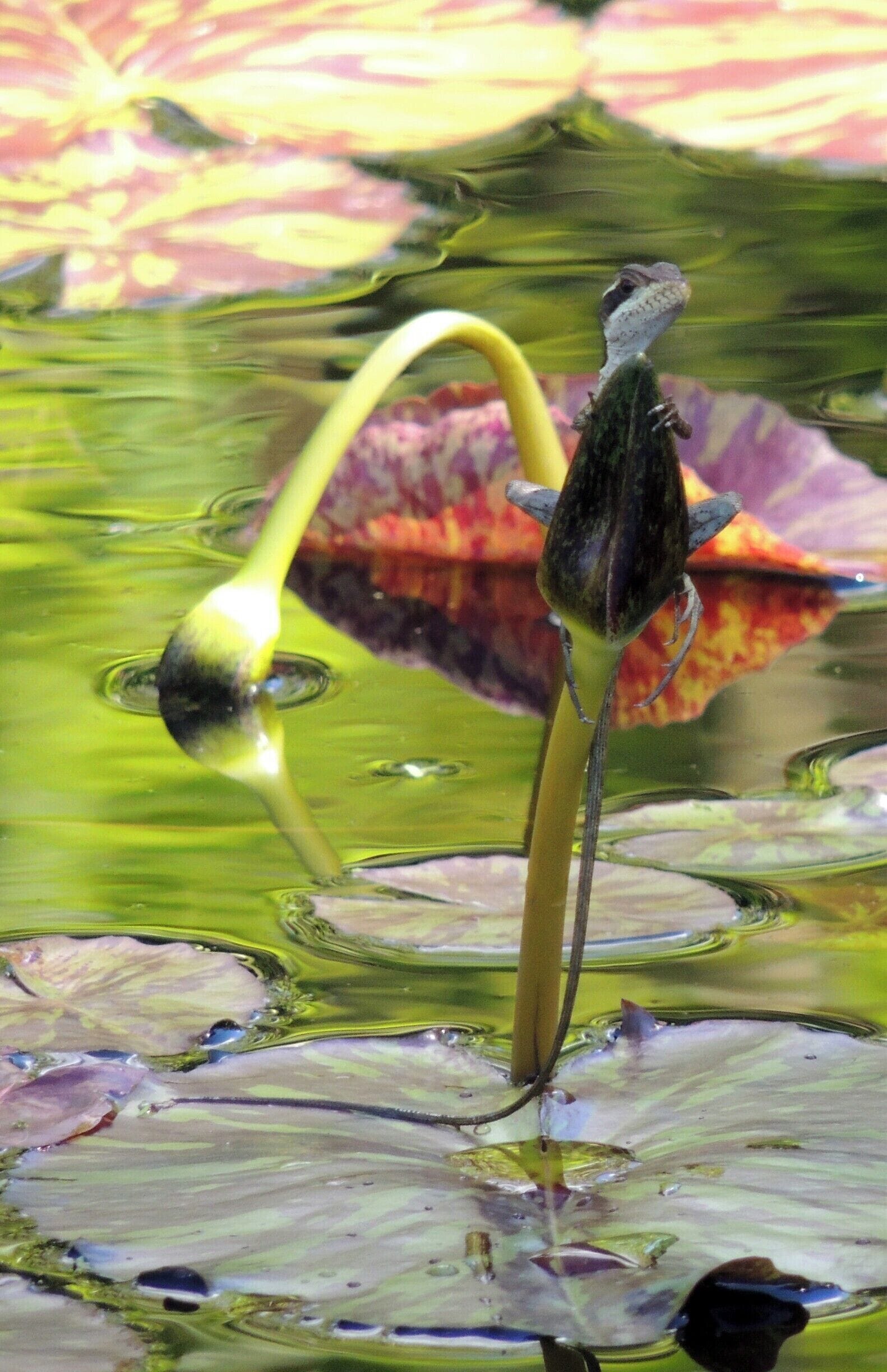 You might think I'd prefaced our encounter with the phrase, "Say cheese," before I snapped this picture of this cheeky lizard, but not so.  I guess he just naturally likes to show off those pearly whites. 

Fairchild Tropical Botanic Garden offers a plethora of palms and tropical plants, orchids, butterflies, festivals, and, yes, even lizards to tickle the fancy of gardeners, horticultureists, and nature lovers alike.    