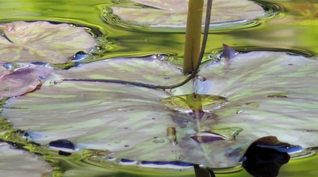 You might think I'd prefaced our encounter with the phrase, "Say cheese," before I snapped this picture of this cheeky lizard, but not so. I guess he just naturally likes to show off those pearly whites.
Fairchild Tropical Botanic Garden offers a plethora of palms and tropical plants, orchids, butterflies, festivals, and, yes, even lizards to tickle the fancy of gardeners, horticultureists, and nature lovers alike.