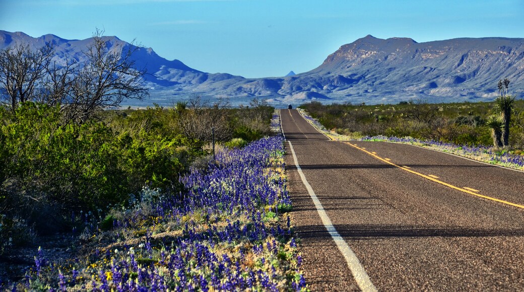 Big Bend Bluebonnets