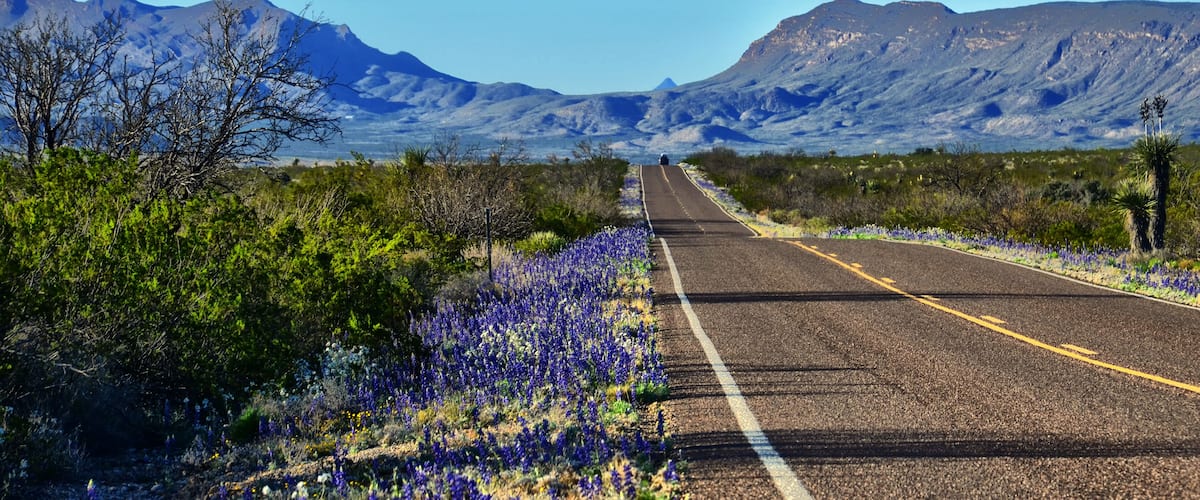 Big Bend Bluebonnets