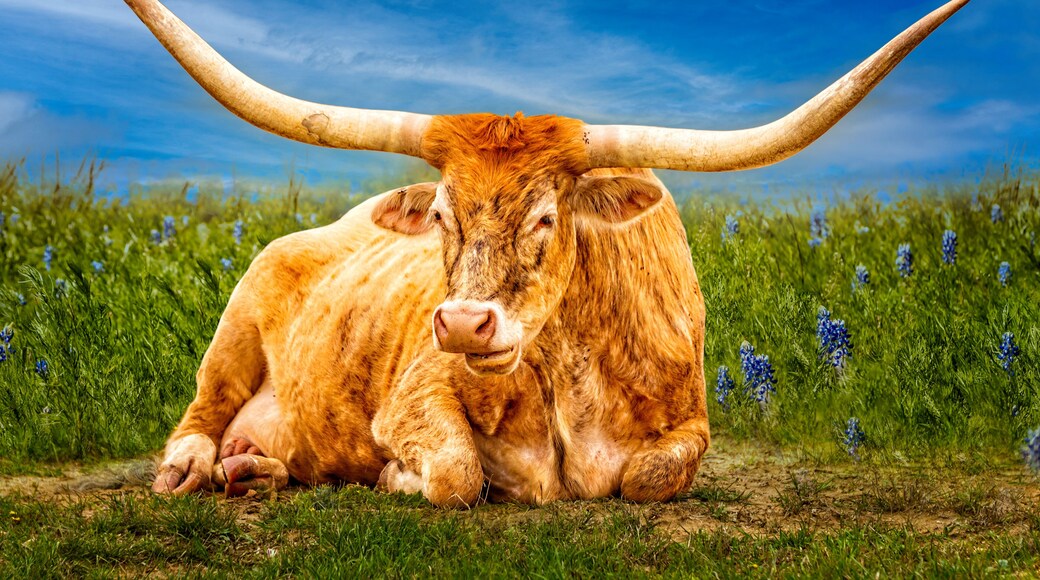 Beautiful Texas Longhorn cow posing an a blue bonnet meadow in the Texas Hill Country