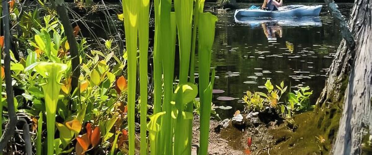 Love kayaking and this place was great surrounded by cypress trees and wildlife. Wonderful way to spend the day.