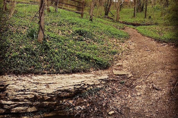 Hidden trail I was lucky enough to find tucked in the back corner of a park!