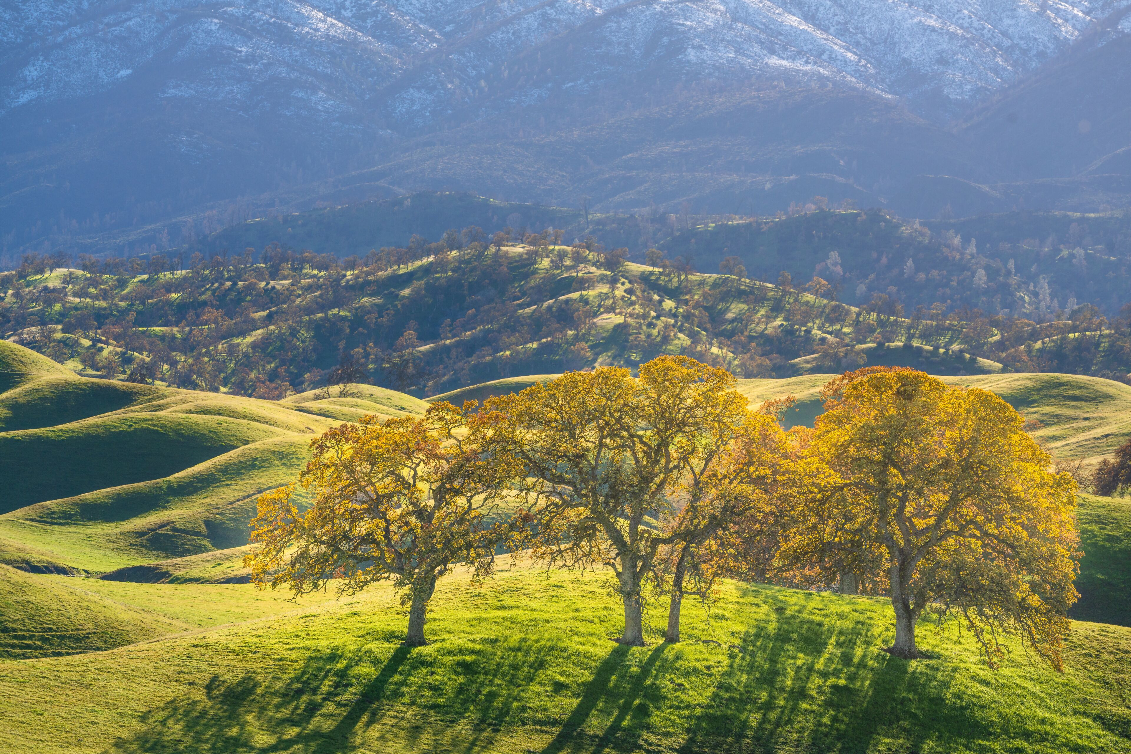 Rolling hills, three trees with yellow leaves, and distant mountains.
