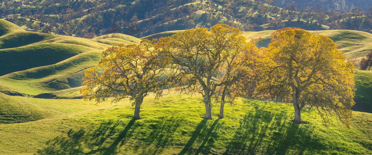 Rolling hills, three trees with yellow leaves, and distant mountains.