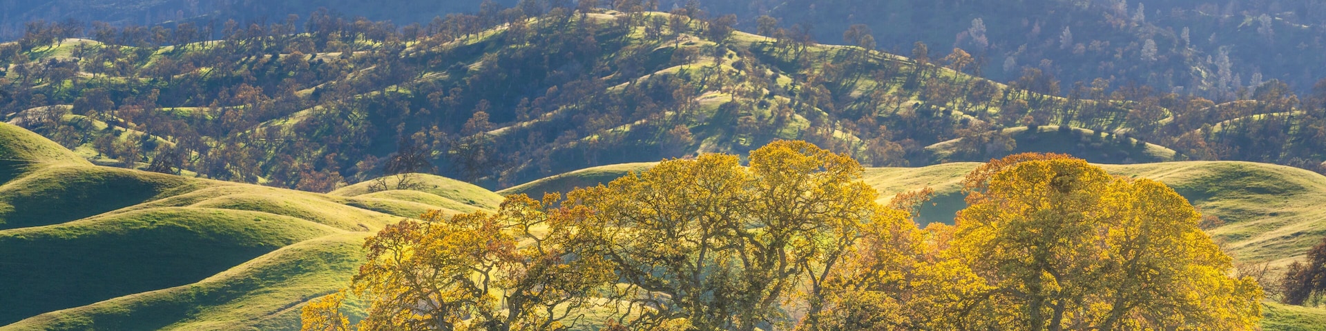 Rolling hills, three trees with yellow leaves, and distant mountains.