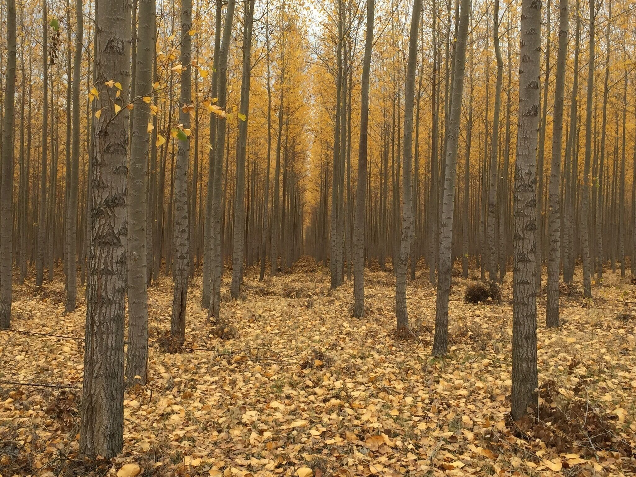 This stand of poplars may be gone by now. They were scheduled to be logged. 
