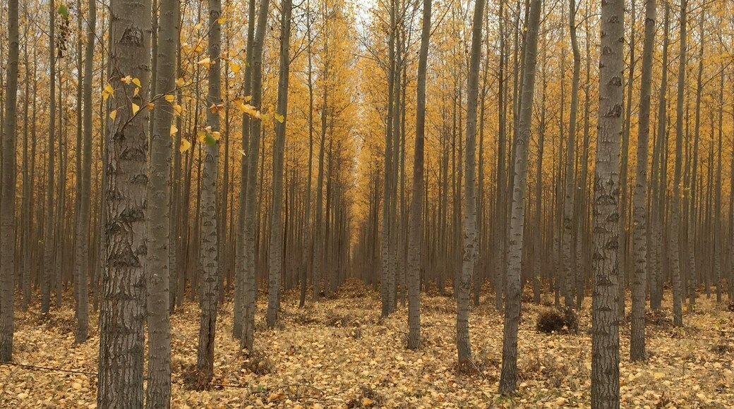 This stand of poplars may be gone by now. They were scheduled to be logged.