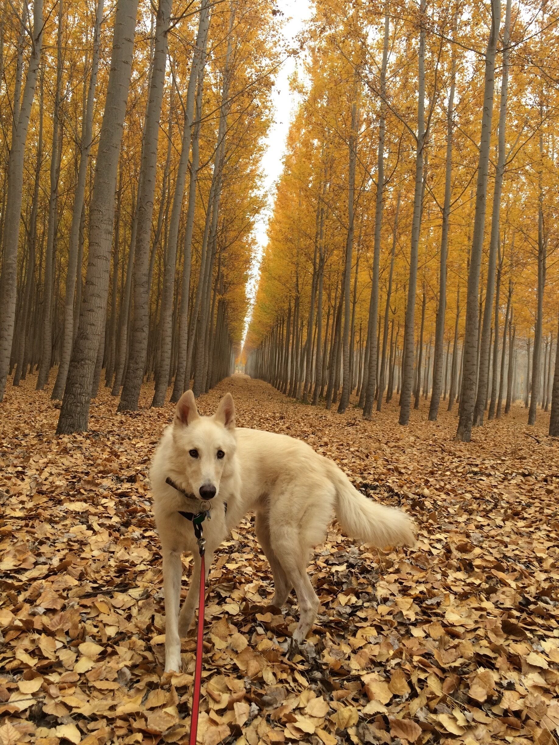 Perfect time of year for the tree farm 