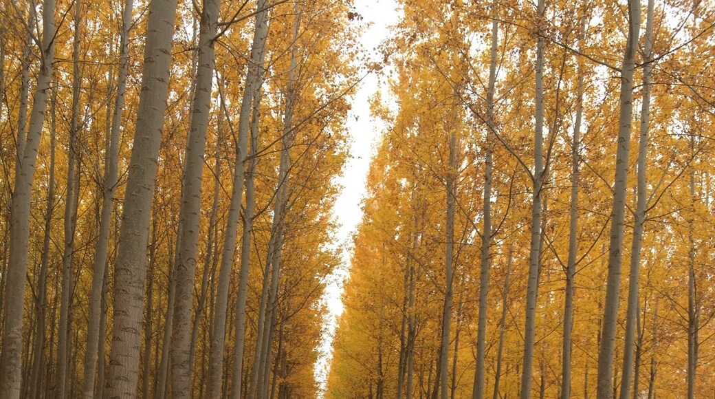 Perfect time of year for the tree farm