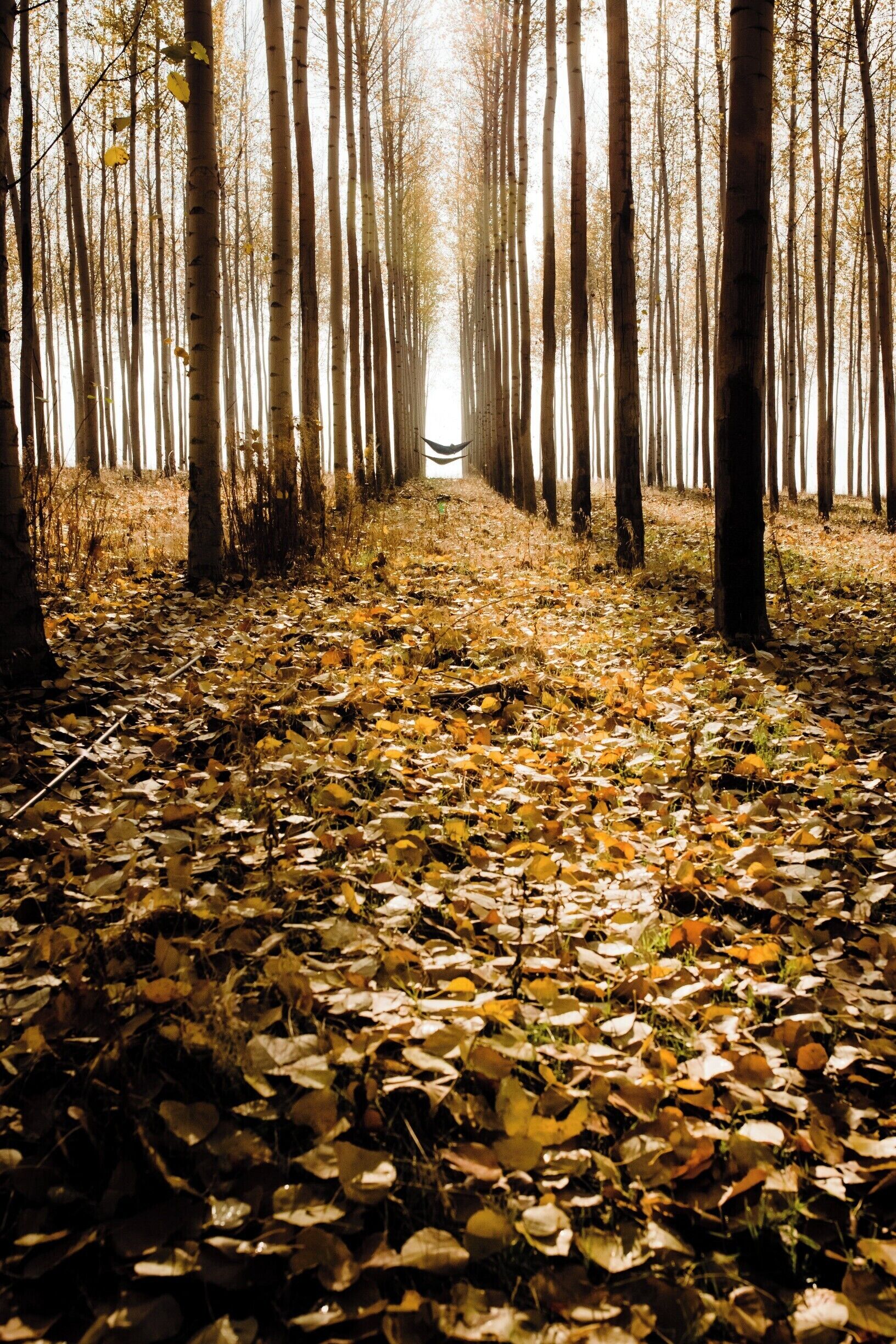 A crisp autumn day with only the last of the leaves hanging on the trees. Perfect spot to set up a hammock and hang.