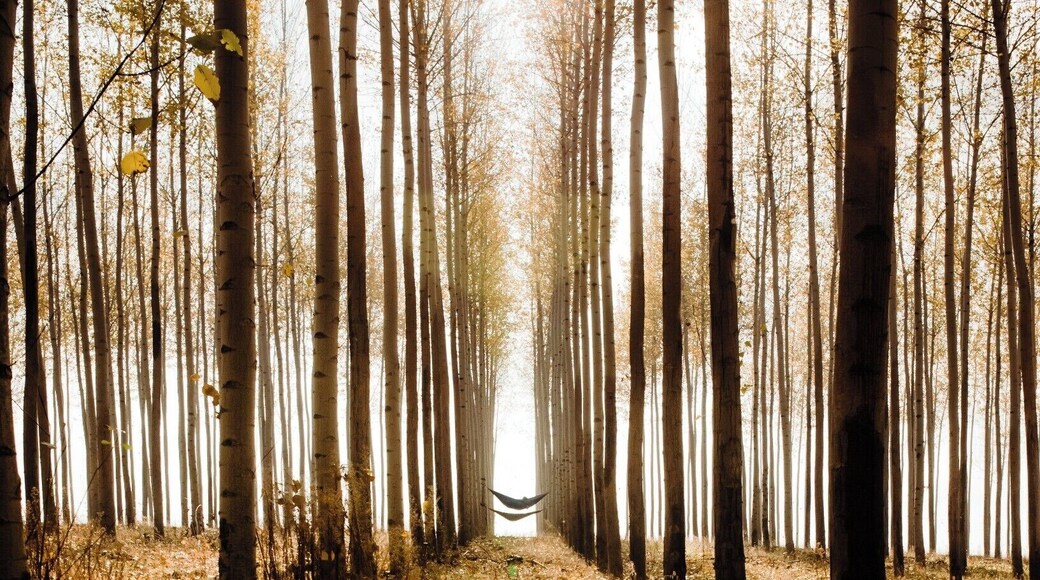 A crisp autumn day with only the last of the leaves hanging on the trees. Perfect spot to set up a hammock and hang.