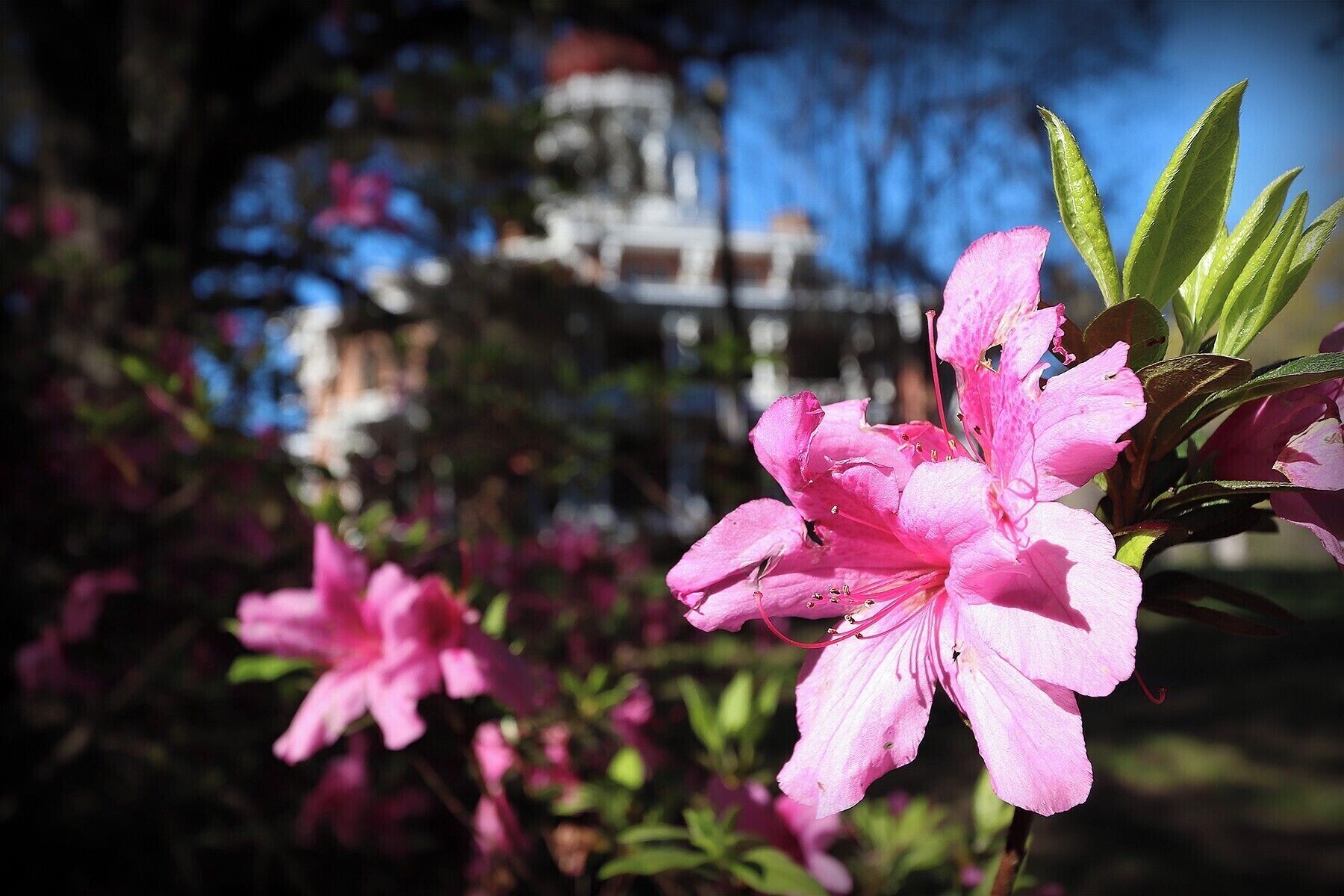Not typically a flower guy but I really liked the contrast of the colors in this view of the Longwood Estate from the grounds.  Plus...never hurts to try more things! #flowers #nature 