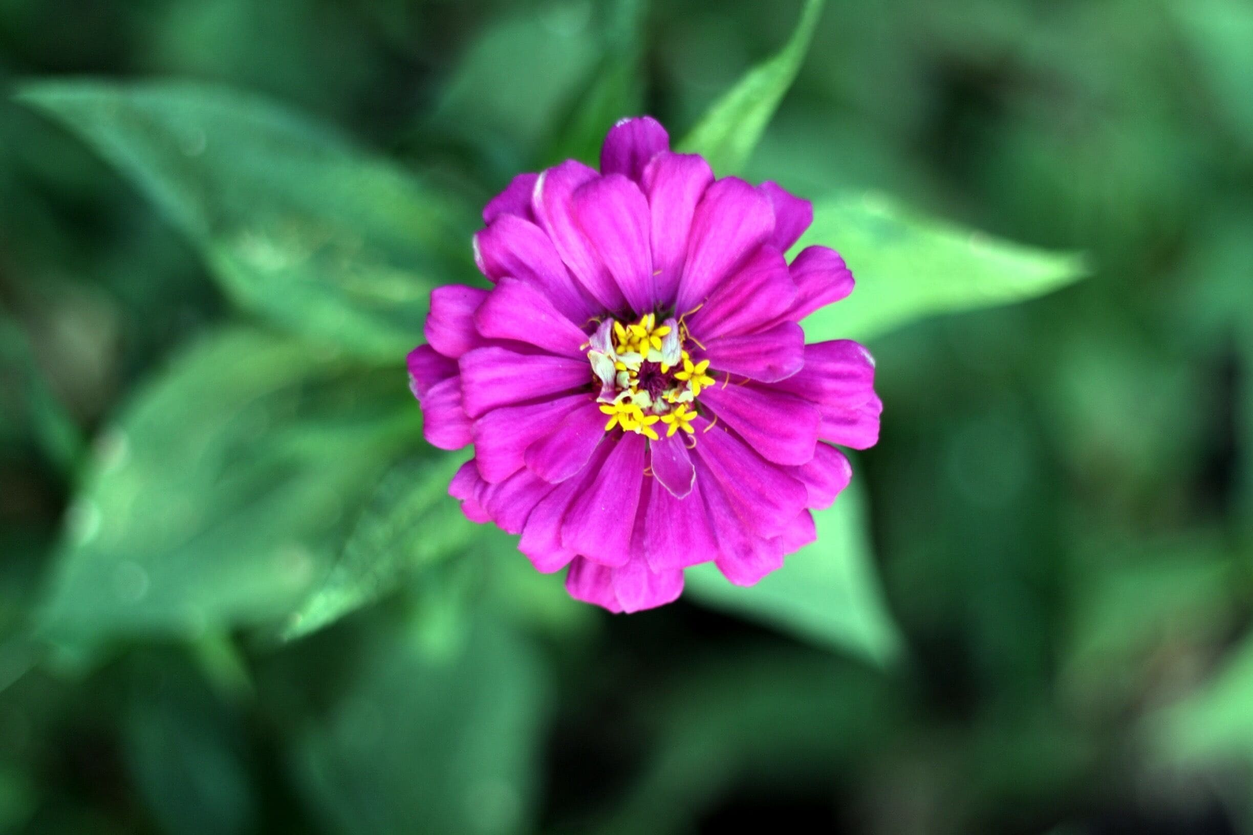 Dreaming of Spring and all the new things that will bloom in 2018. 