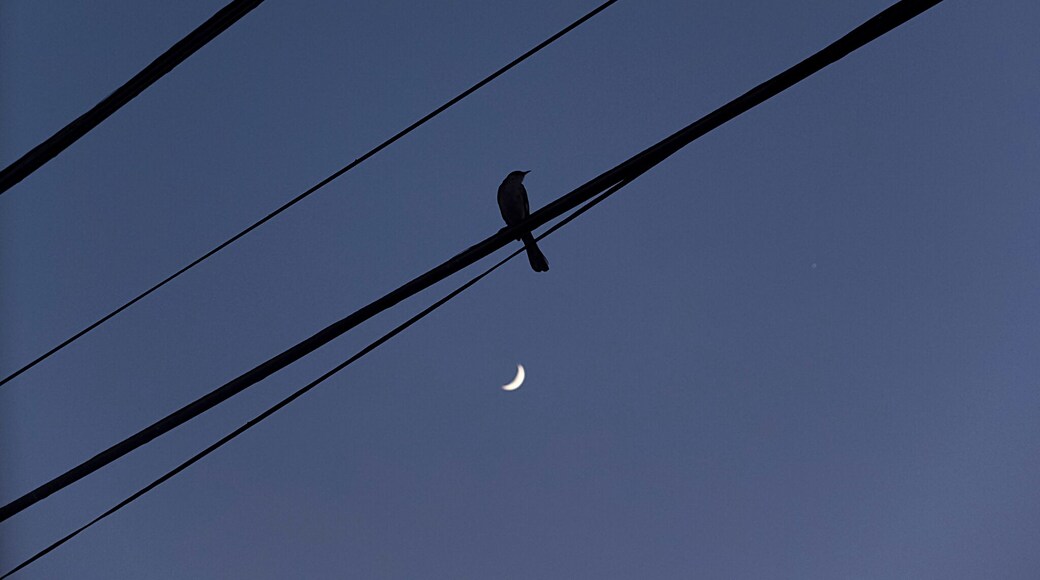 Bird on a wire. More specifically, a Scrub Jay on a wire. But that kind of ruins the poetry, doesn't it?