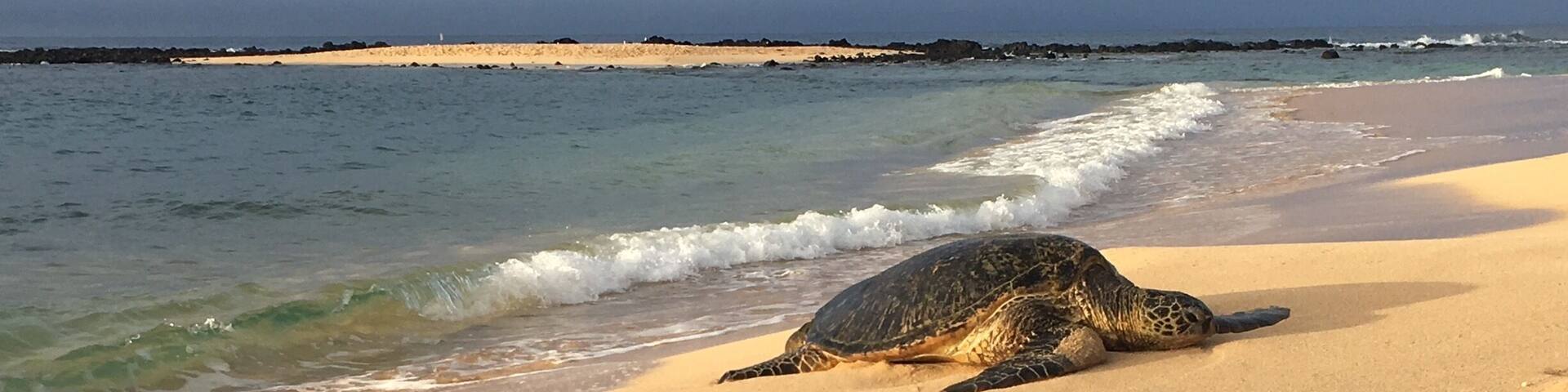Early in the mornings you can catch the turtles relaxing on the beach before they get back in the water