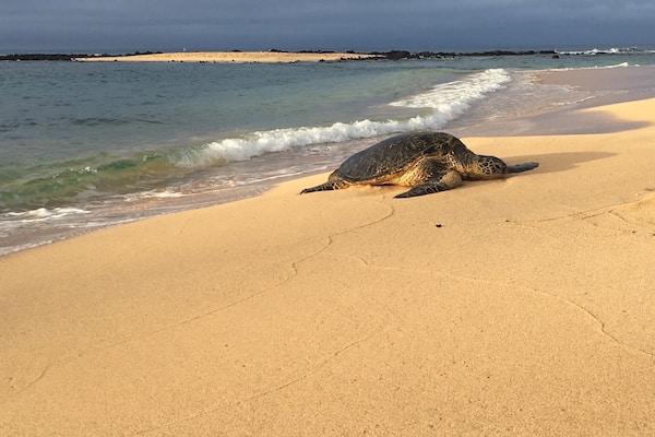 Early in the mornings you can catch the turtles relaxing on the beach before they get back in the water