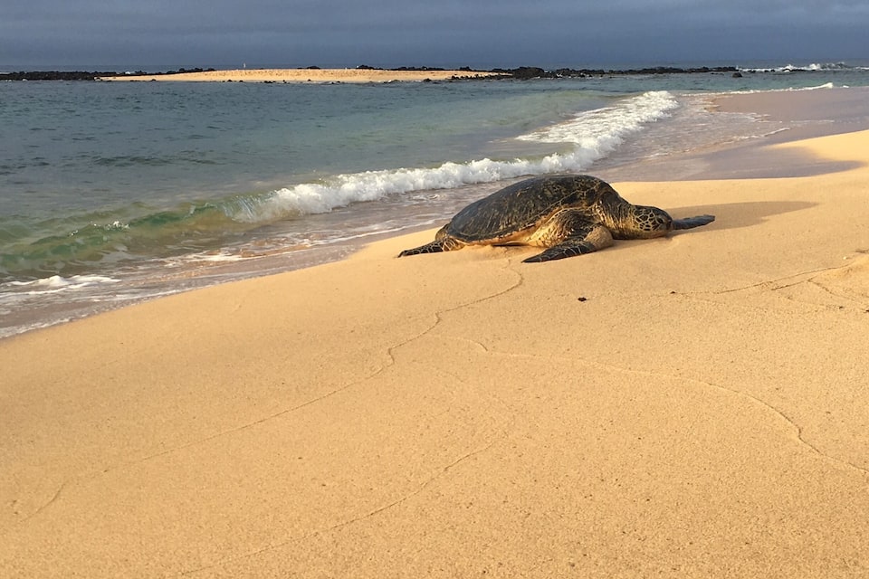 A sea turtle on a sandy beach with waves crashing onto the shore.