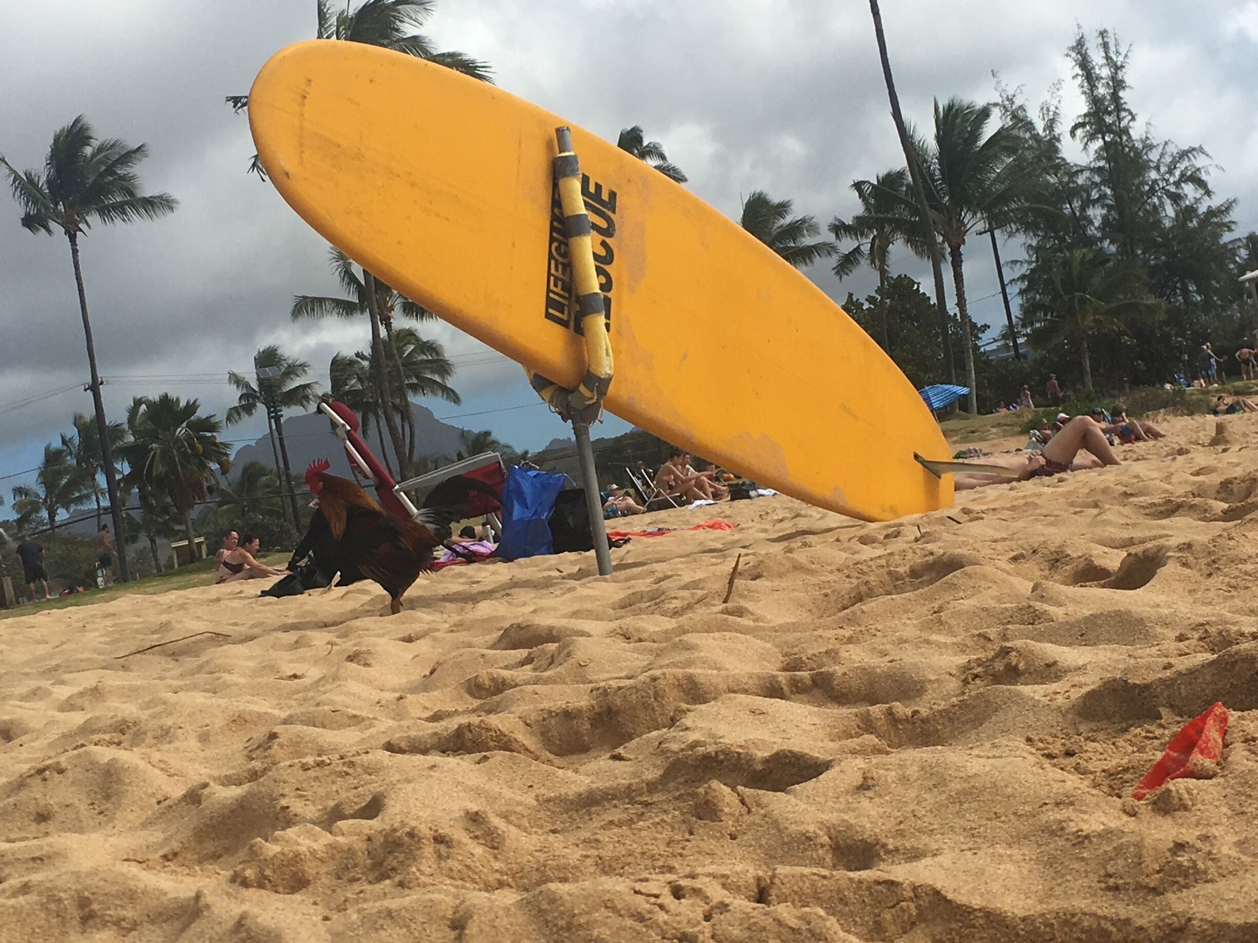 Just a rooster ready to surf. Love Kauai. 