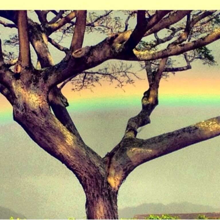 A quick rain, followed by a sunny evening (complete with rainbow). 👙✌
#treetrove