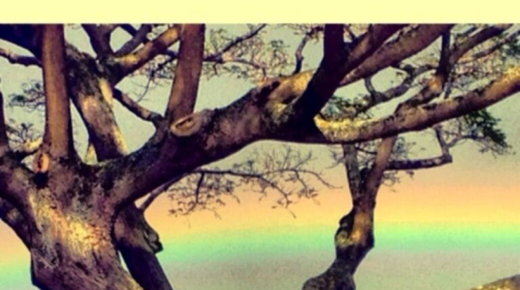 A quick rain, followed by a sunny evening (complete with rainbow). 👙✌
#treetrove