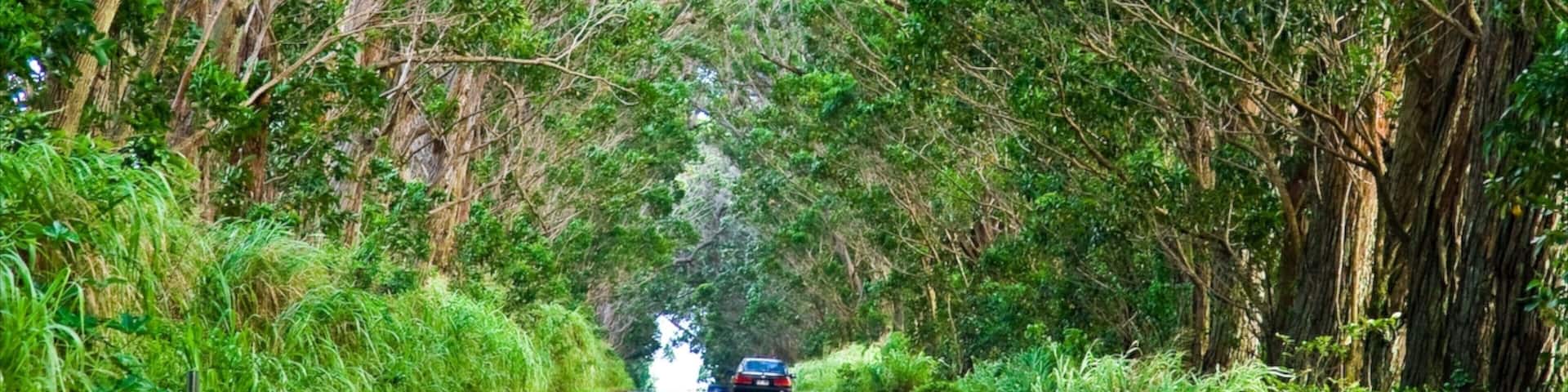 Koloa que incluye bosques y turismo