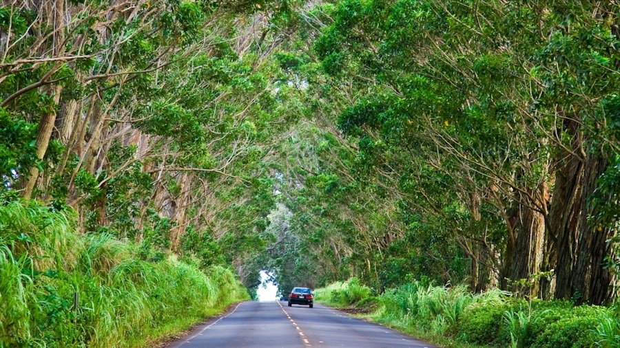 Koloa which includes forest scenes and vehicle touring
