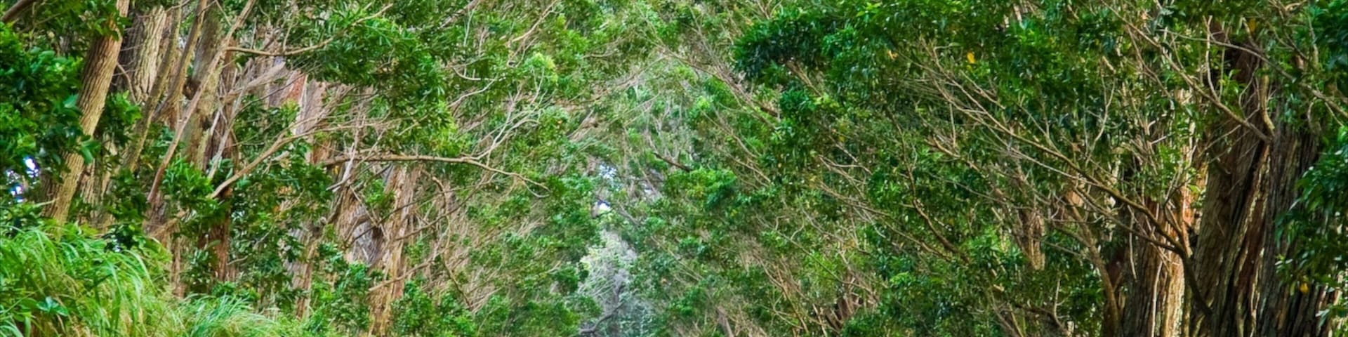 Koloa ofreciendo visitas y paisajes forestales