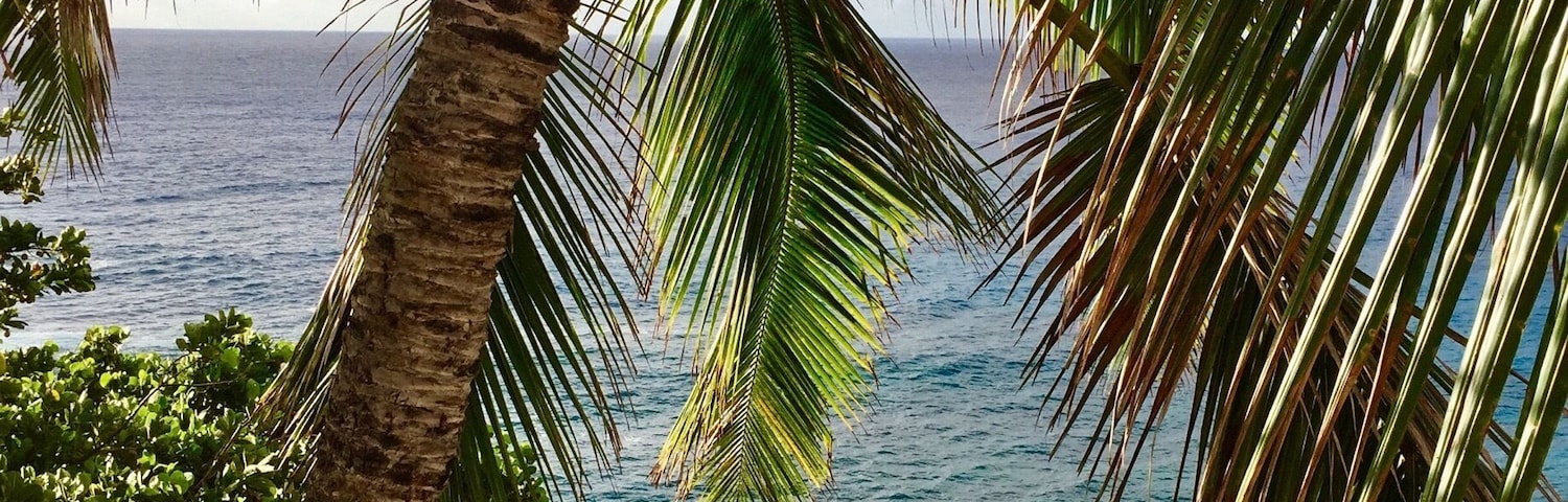 Palm tree view in Poipu.