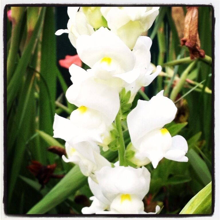 London, OR - Great Aunt Bessie's prize irises 