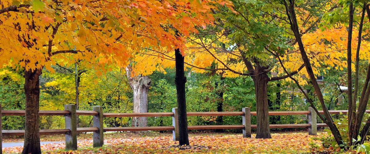 Fall Foliage
