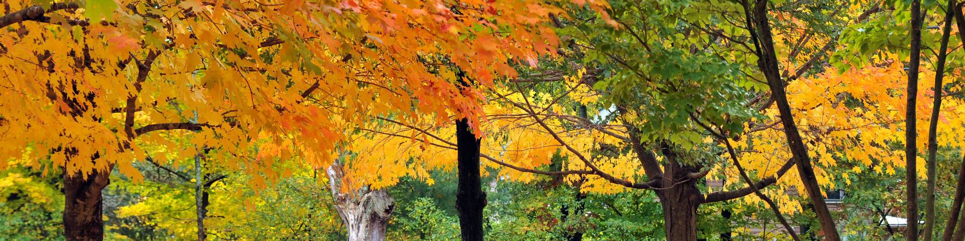 Fall Foliage