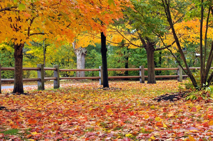 Fall Foliage