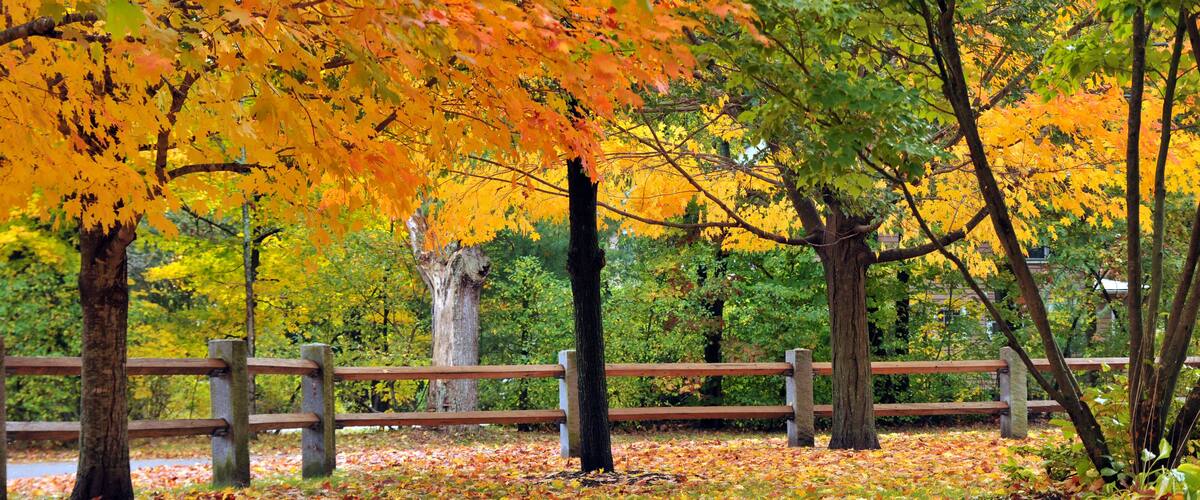 A park with trees displaying autumn foliage, a wooden fence, and a path covered with fallen leaves.