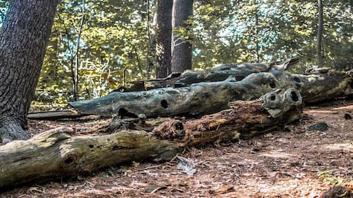 The (Mass Audubon), founded in 1896 by Harriet Hemenway and Minna Hall, headquartered in Lincoln, Massachusetts, is a nonprofit organization dedicated to "protecting the nature of Massachusetts". The hiking trails are nice for a few hours to kill some time peacefully