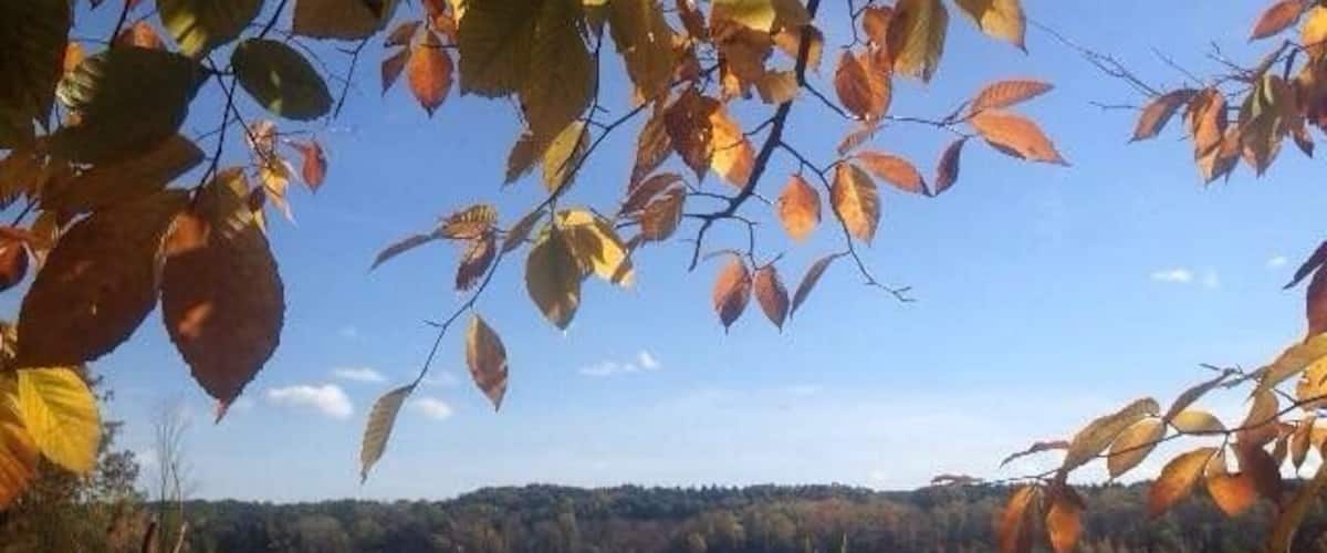view from the trails at Mendon Ponds Park.