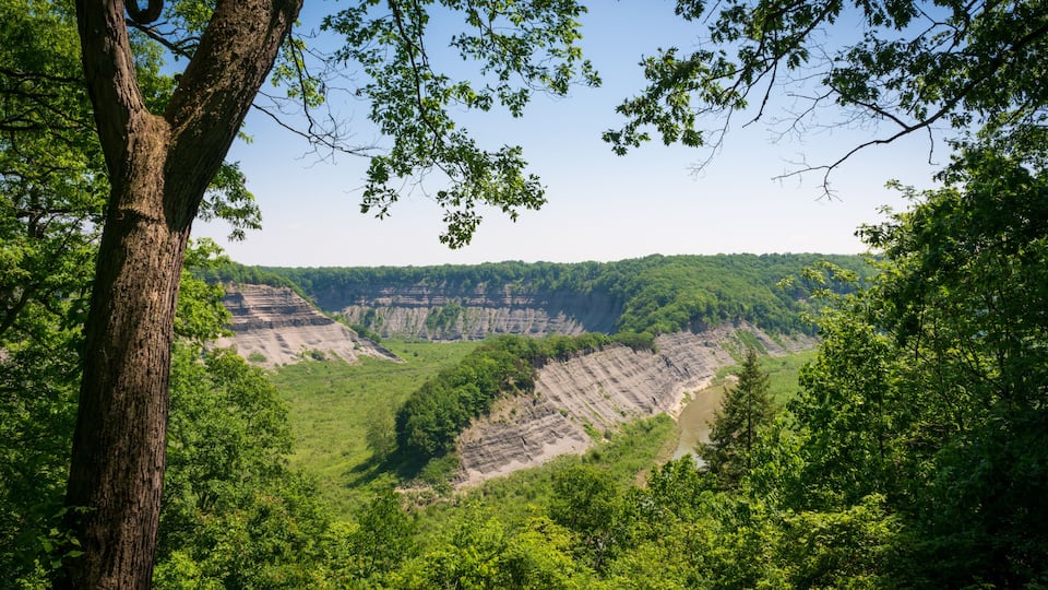 A canyon with steep cliffs and dense green foliage.