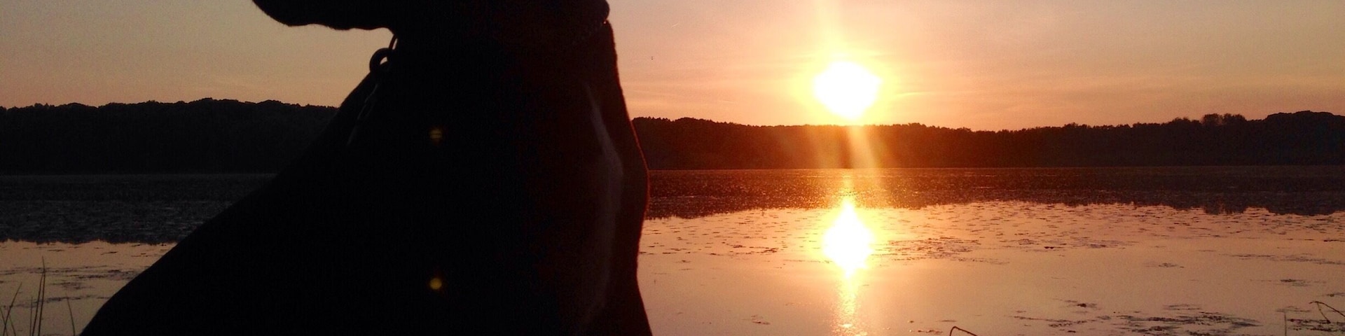 the pup at sunset. 
#goldenhour