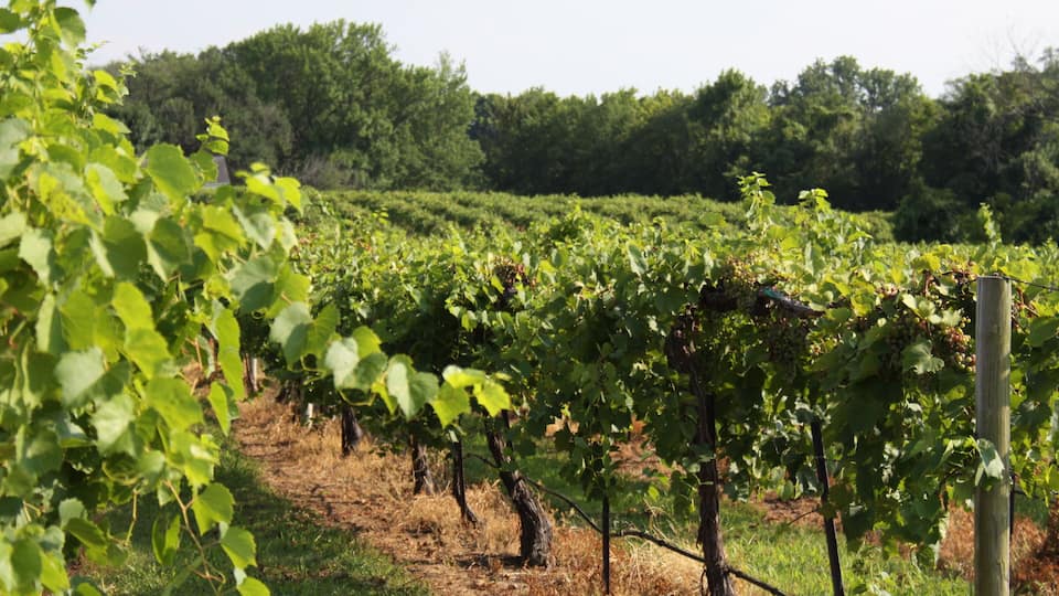 A vineyard with rows of grapevines and a wooden fence.