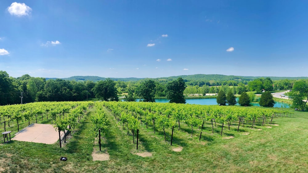 vineyard in Missouri