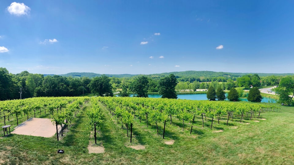 A vineyard with rows of grapevines, a lake, and a hilly landscape in the background.