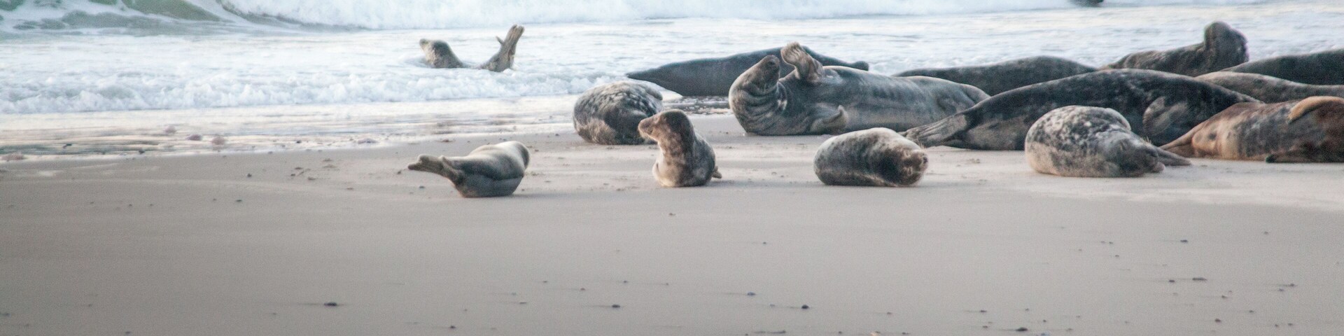 Una playa arenosa con varias focas descansando en la orilla y el océano al fondo.