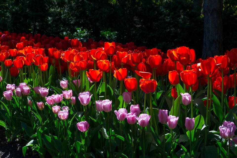 A field of red and pink tulips in full bloom.