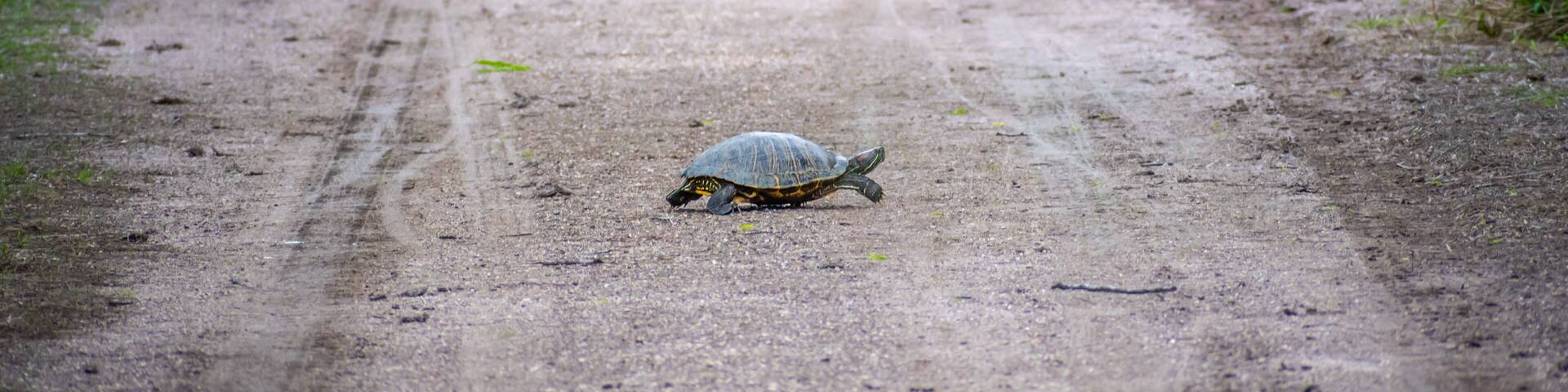 A Red-Eared Slider in Estero Llano Grande State Park, Texas