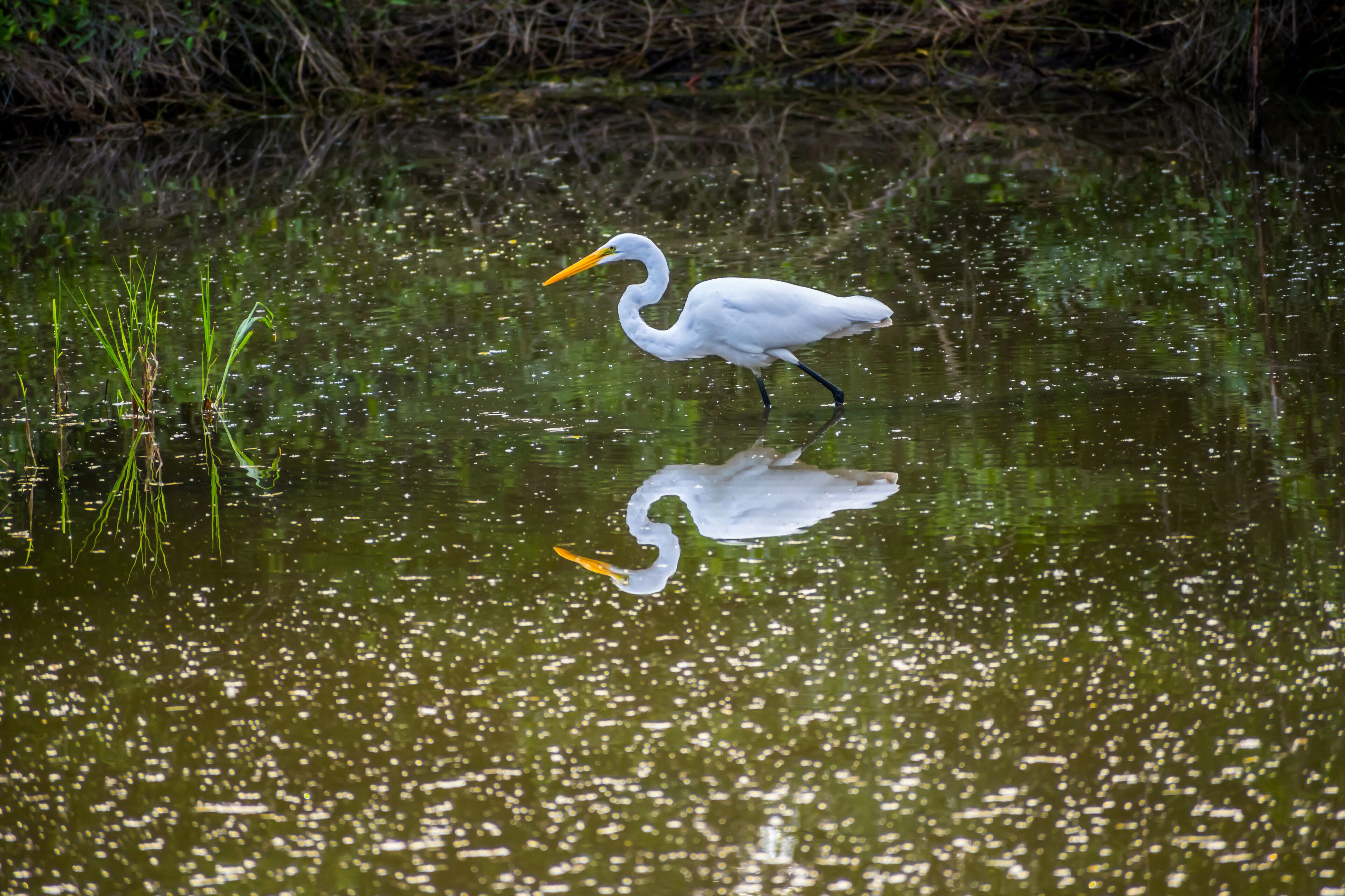 A Great White Egret in Frontera Audubon Society, Texas