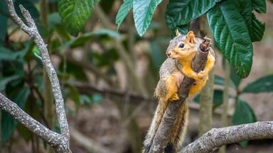 A Fox Squirrel in Estero Llano Grande State Park, Texas
