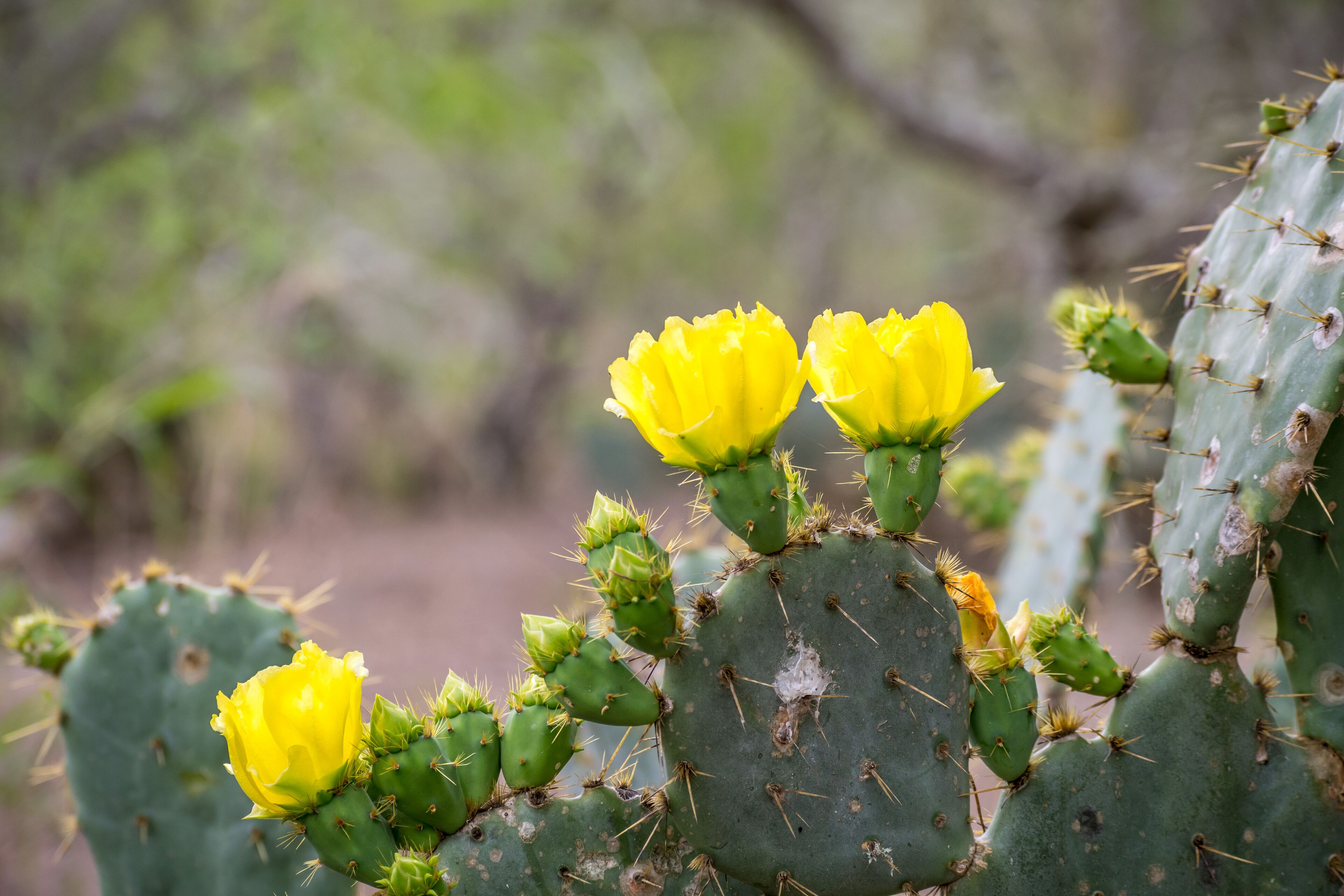 A cactus with yellow flowers and green buds.
