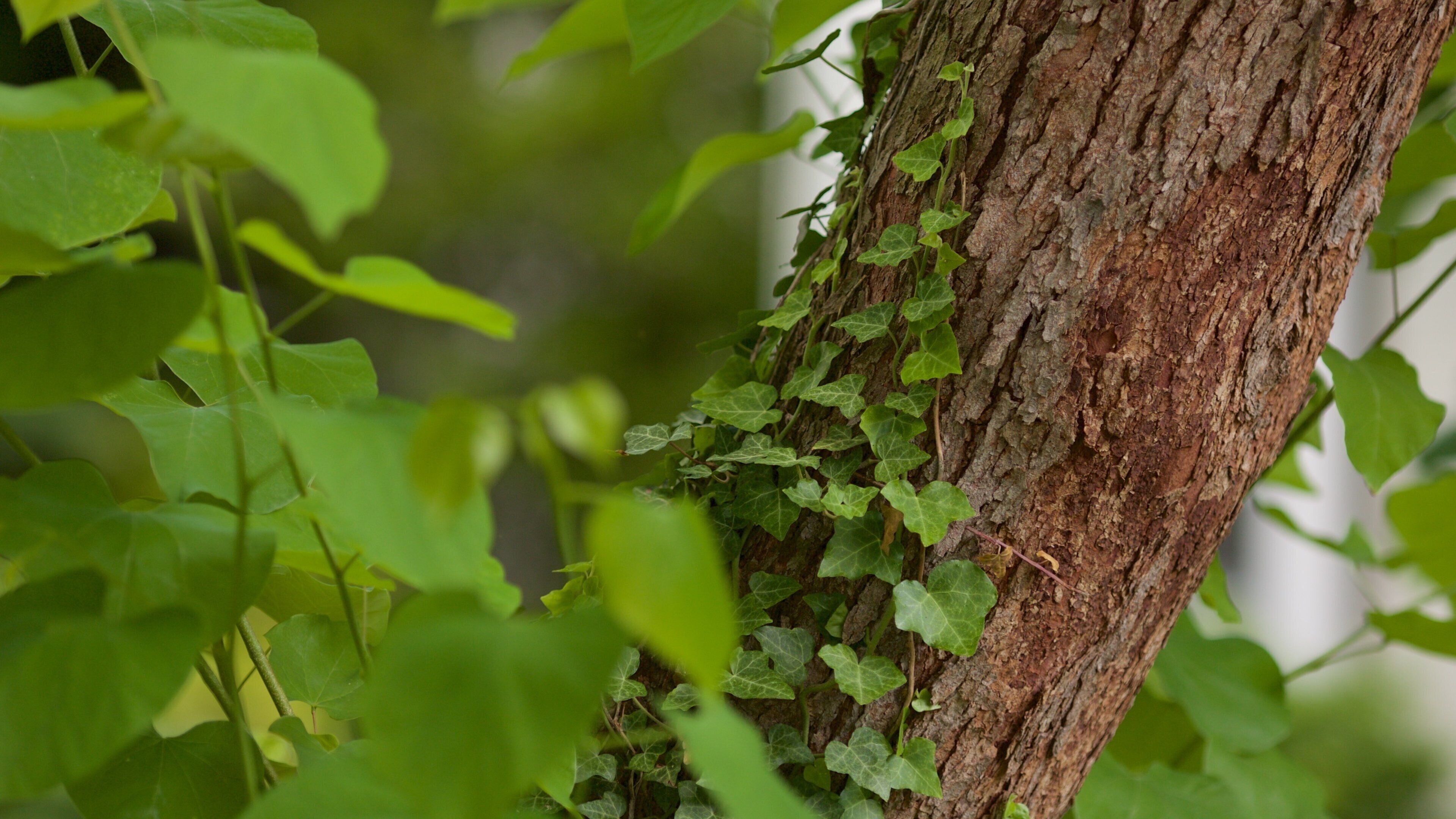 Barnaby Woods showing a garden